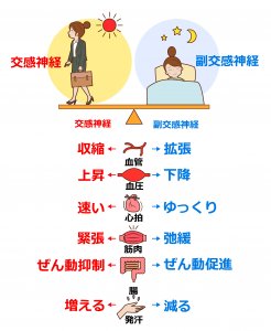 交感神経と副交感神経