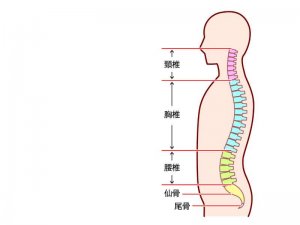 自律神経のツボー胸椎